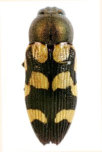 Castiarina chinnocki, PL0481A, female, from Myoporum platycarpum ssp. platycarpum, EP, 10.3 × 3.9 mm